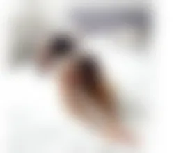 Escorts Stoke-on-Trent, England NATASHA BEST BJ IN TOWN NO RUSH TS GIRL GENUINE ONLY OUTCALL